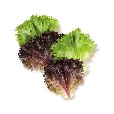 Çıtır Marul Salad taze ürün görseli