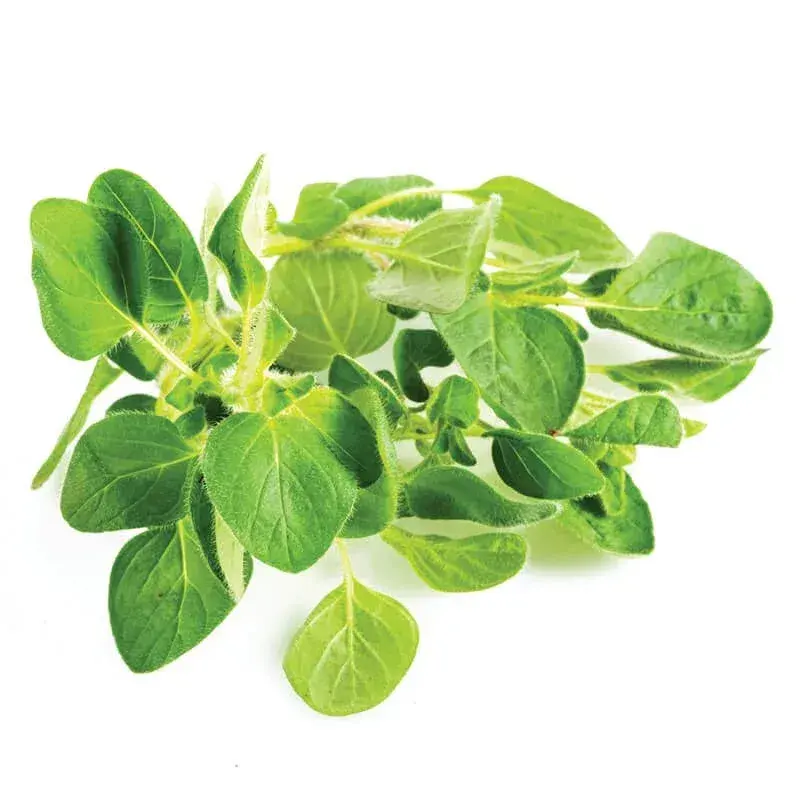 Oregano (Kekik) taze ürün görseli