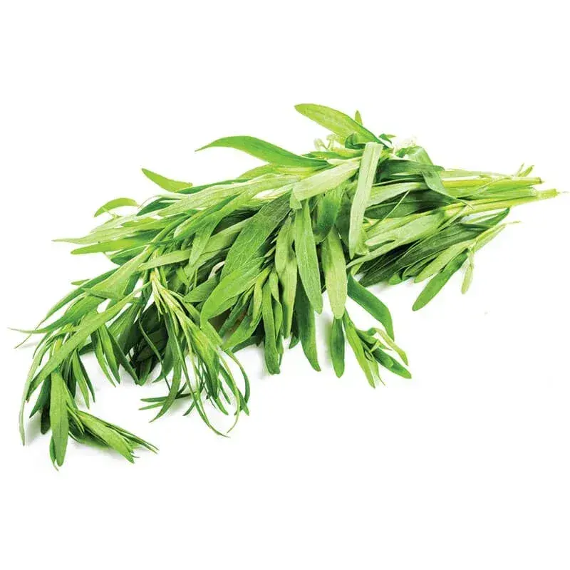 Tarhun Otu (Tarragon) taze ürün görseli
