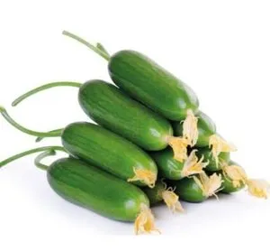 Salatalık (Yayla Silor) stok görseli